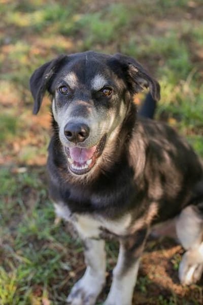 Wunderbarer Junghund Maverick sucht ein Zuhause