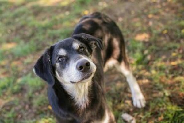 Wunderbarer Junghund Maverick sucht ein Zuhause