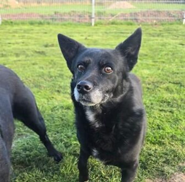 unsichere OTTILIE sucht ihre Menschen