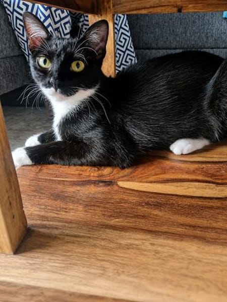 Sally sucht ihren Menschen