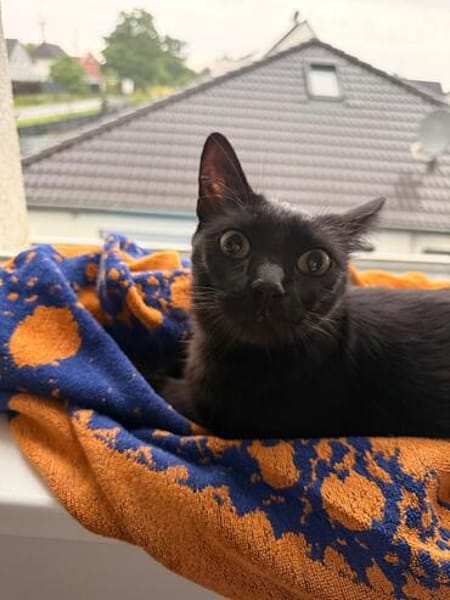 Negra eine verschmuste Einzelprinzessin