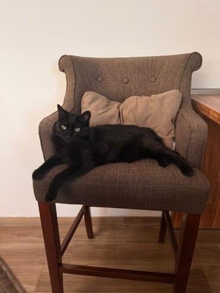 Negra eine verschmuste Einzelprinzessin