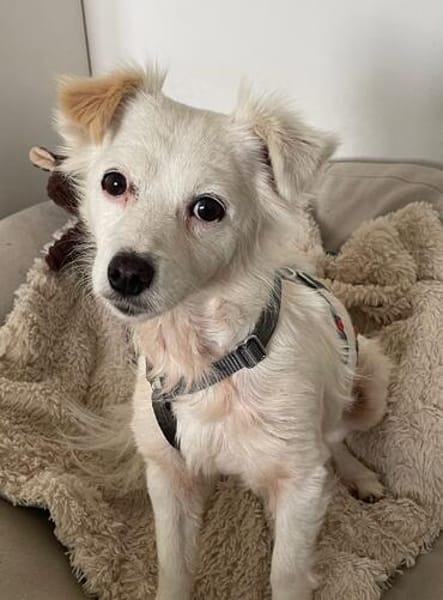 Cheddar sucht ein liebevolles Zuhause.