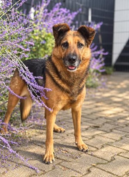 Lotti- Freundliche Schäfer-Mix-Hündin sucht ihre Menschen