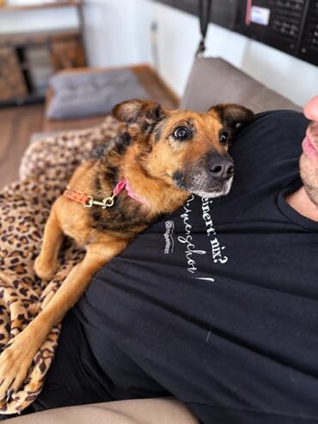 Lotti- Freundliche Schäfer-Mix-Hündin sucht ihre Menschen