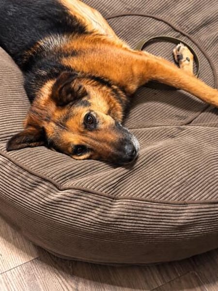 Lotti- Freundliche Schäfer-Mix-Hündin sucht ihre Menschen