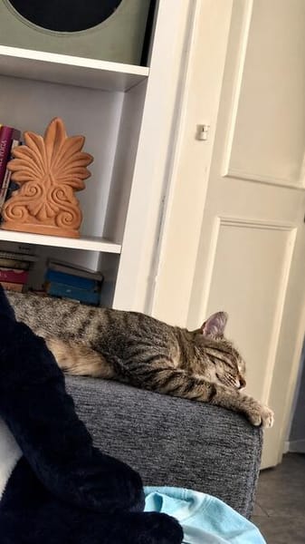 Safira sucht ihr für-immer-Zuhause