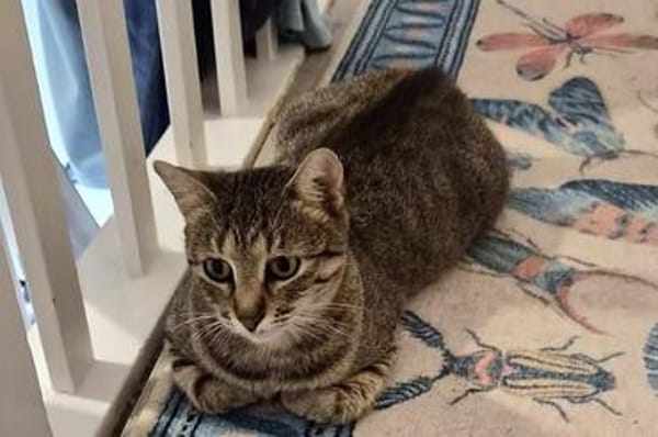Safira sucht ihr für-immer-Zuhause