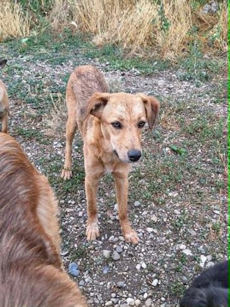 Bambi, junge Hündin wartet auf ihr Zuhause