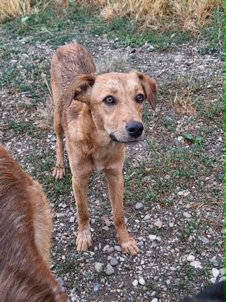Bambi, junge Hündin wartet auf ihr Zuhause