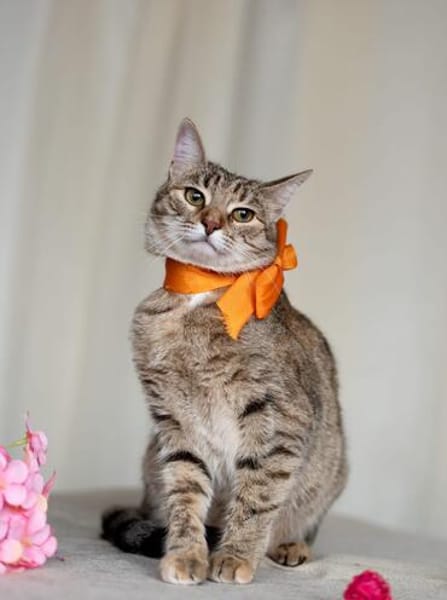 Zauberhaftes Katzen Duo Rysia und Kysia