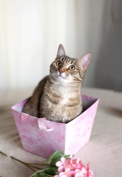 Zauberhaftes Katzen Duo Rysia und Kysia