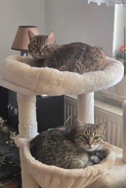 Zauberhaftes Katzen Duo Rysia und Kysia