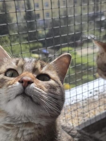 Zauberhaftes Katzen Duo Rysia und Kysia