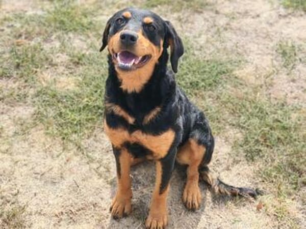 ❤ Clara  ein kleines Urlaubsopfer mit großem Herzen ❤