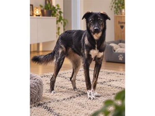 Cedric - wartet in 66359 Bous