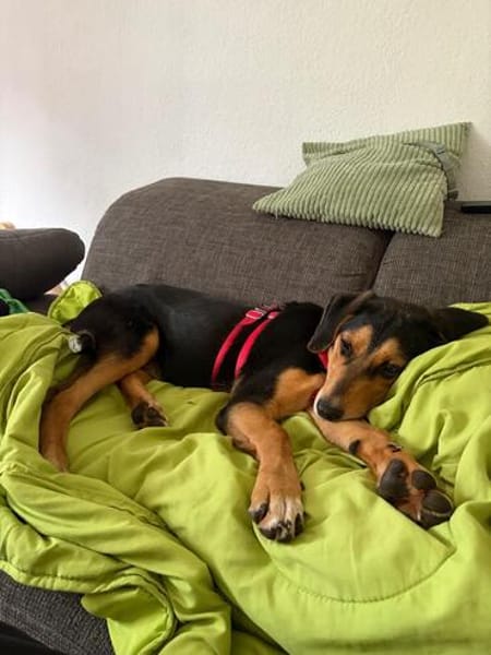 Bill sucht ein liebevolles Zuhause