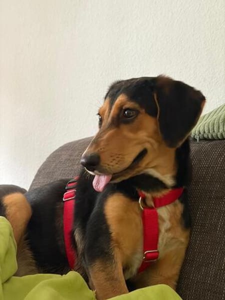 Bill sucht ein liebevolles Zuhause