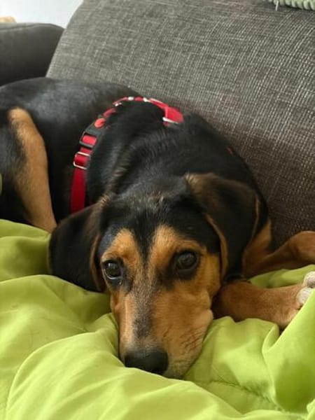 Bill sucht ein liebevolles Zuhause