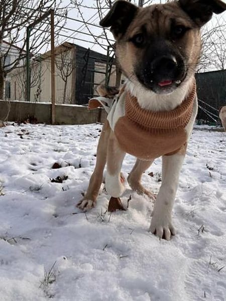 Charlie sucht Familienanschluß