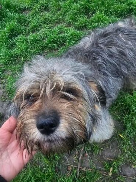 Wuschel sucht ein Körbchen