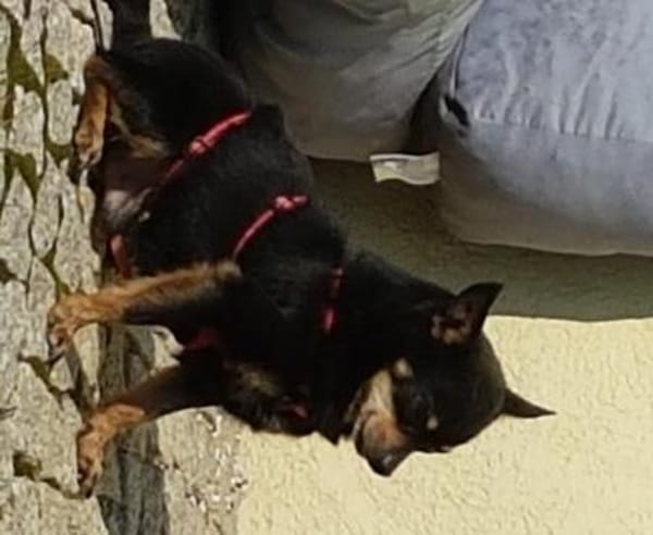 Freundlicher  Jack      Gnadenadoption!