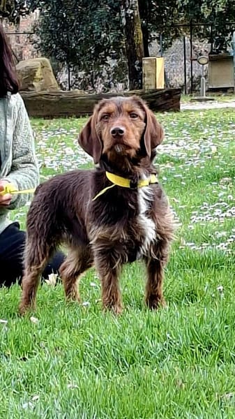 Alma 😍 ulkige Hundedame auf PS in HH