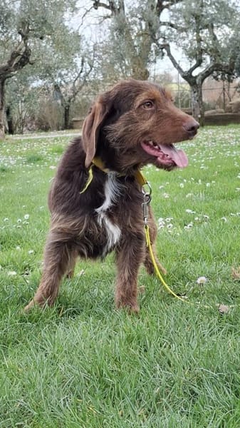Alma 😍 ulkige Hundedame auf PS in HH