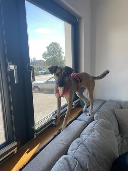 Lou sucht ein liebevolles Zuhause.