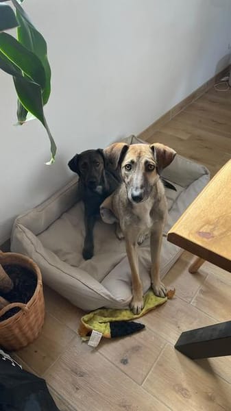 Lou sucht ein liebevolles Zuhause.