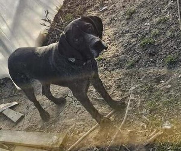 Cola, Freunde von Jagdhunden... HIER !!!