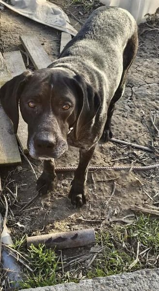 Cola, Freunde von Jagdhunden... HIER !!!