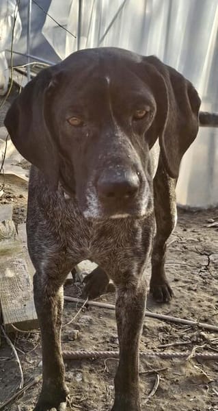 Cola, Freunde von Jagdhunden... HIER !!!