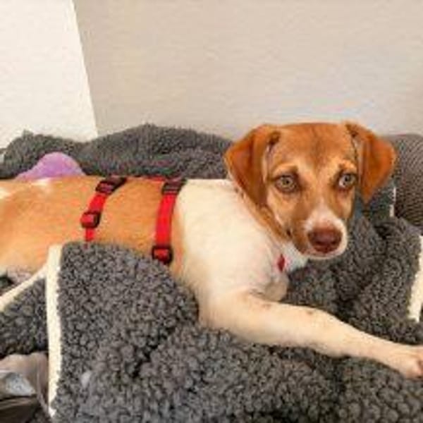 Pam, die abenteuerlustige Schmusemaus