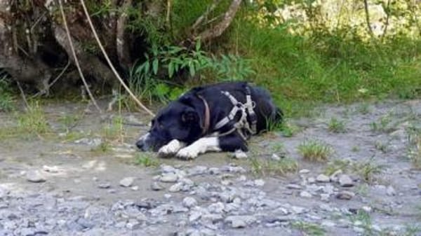 Zuhause gesucht für Leia