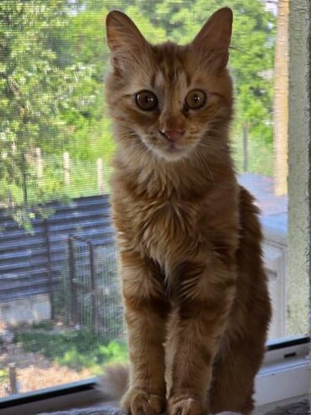 MALIK  ein sensibler und liebevoller Katzenmann!