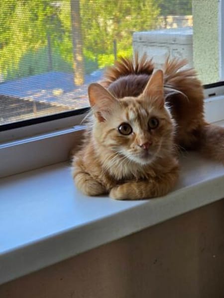 MALIK  ein sensibler und liebevoller Katzenmann!