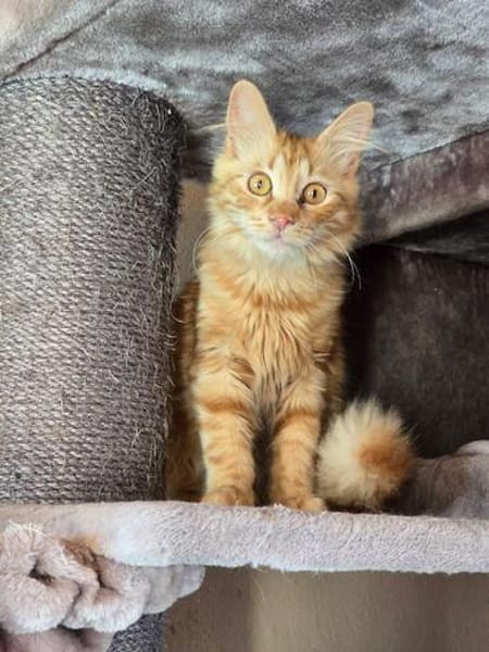 MALIK  ein sensibler und liebevoller Katzenmann!
