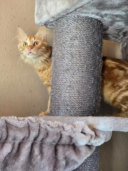 MALIK  ein sensibler und liebevoller Katzenmann!