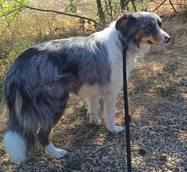 Liebenswerte Nala sucht ihr Zuhause
