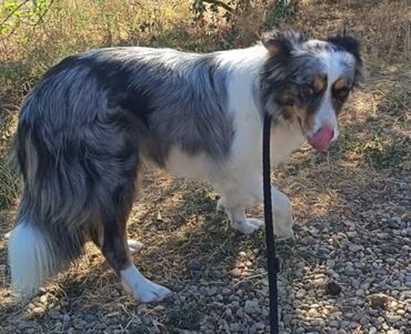 Liebenswerte Nala sucht ihr Zuhause