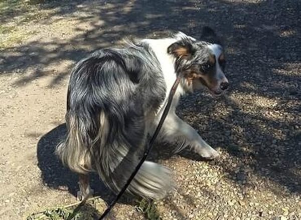 Liebenswerte Nala sucht ihr Zuhause