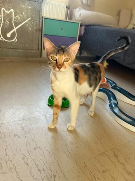 FeLV Katze Paris aus dem Tierschutz