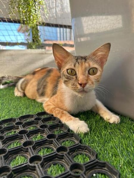 FeLV Katze Paris aus dem Tierschutz