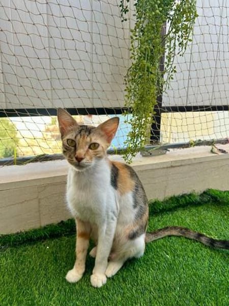 FeLV Katze Paris aus dem Tierschutz