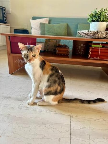 FeLV Katze Paris aus dem Tierschutz