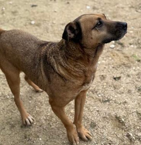 Remi - liebenswerter Rüde sucht dringend Zuhause oder PS