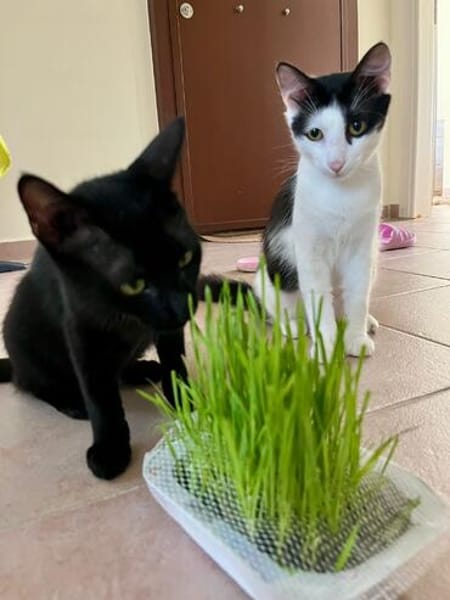 Zephyr & Kiki Verspieltes Dreamteam sucht  Familie