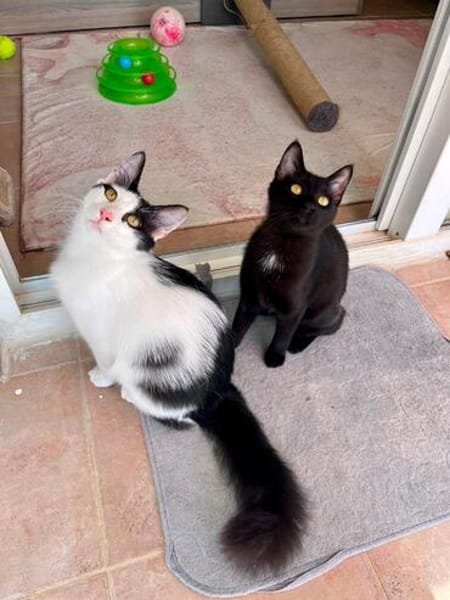 Zephyr & Kiki Verspieltes Dreamteam sucht  Familie