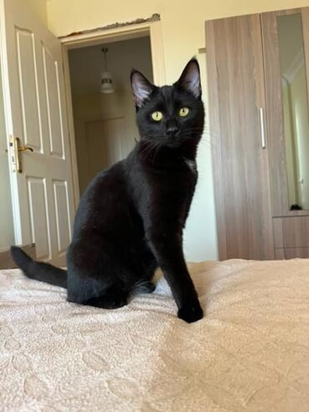 Zephyr & Kiki Verspieltes Dreamteam sucht  Familie
